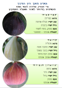 הסבר על תאנים מאגן הים התיכון