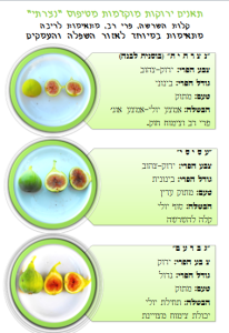 הסבר על תאנים ירוקות מוקדמות מטיפוס "נצרתי"