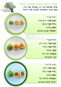 הסבר על תאנים ירוקות גדולות מטיפוס "חדארי"