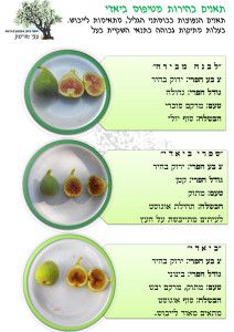 הסבר על תאנים בהירות מטיפוס ביאדי