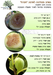 הסבר על תאנים מצטיינות לאדמת "חמרה"
