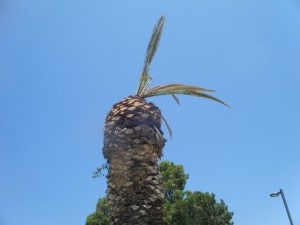 עץ דקל